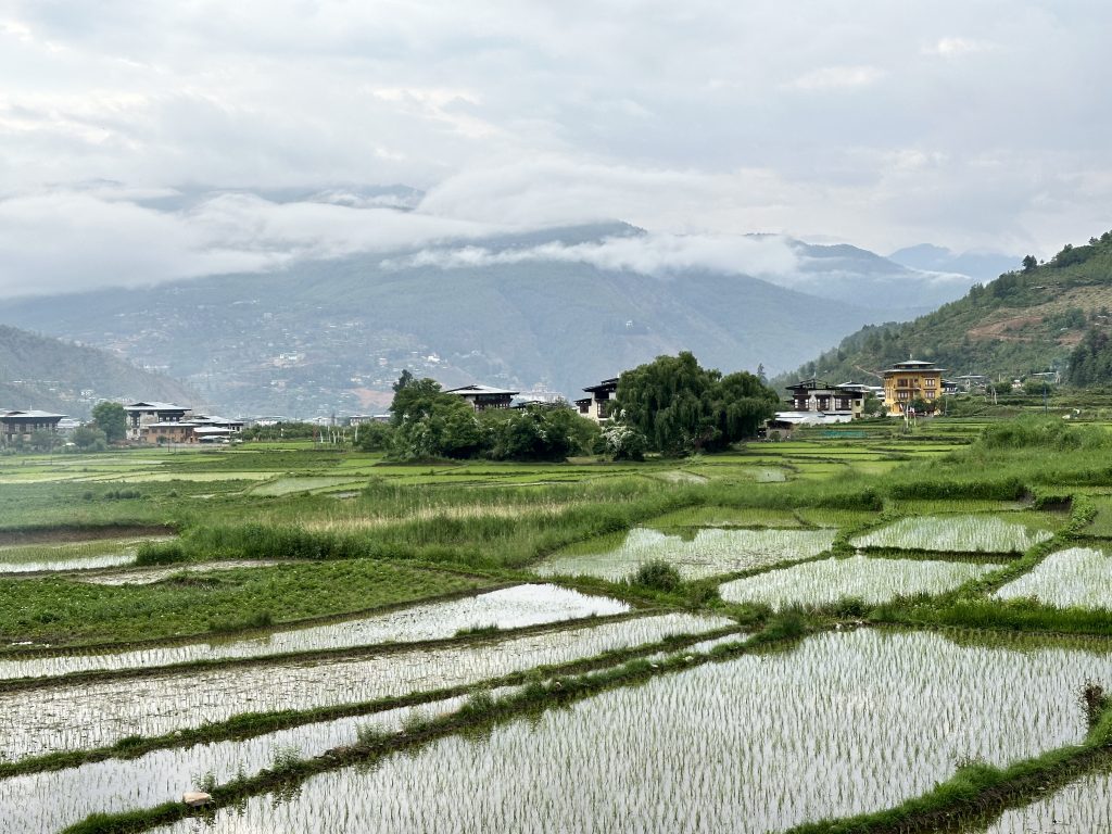 Experience luxury in the lap of lush paddy fields